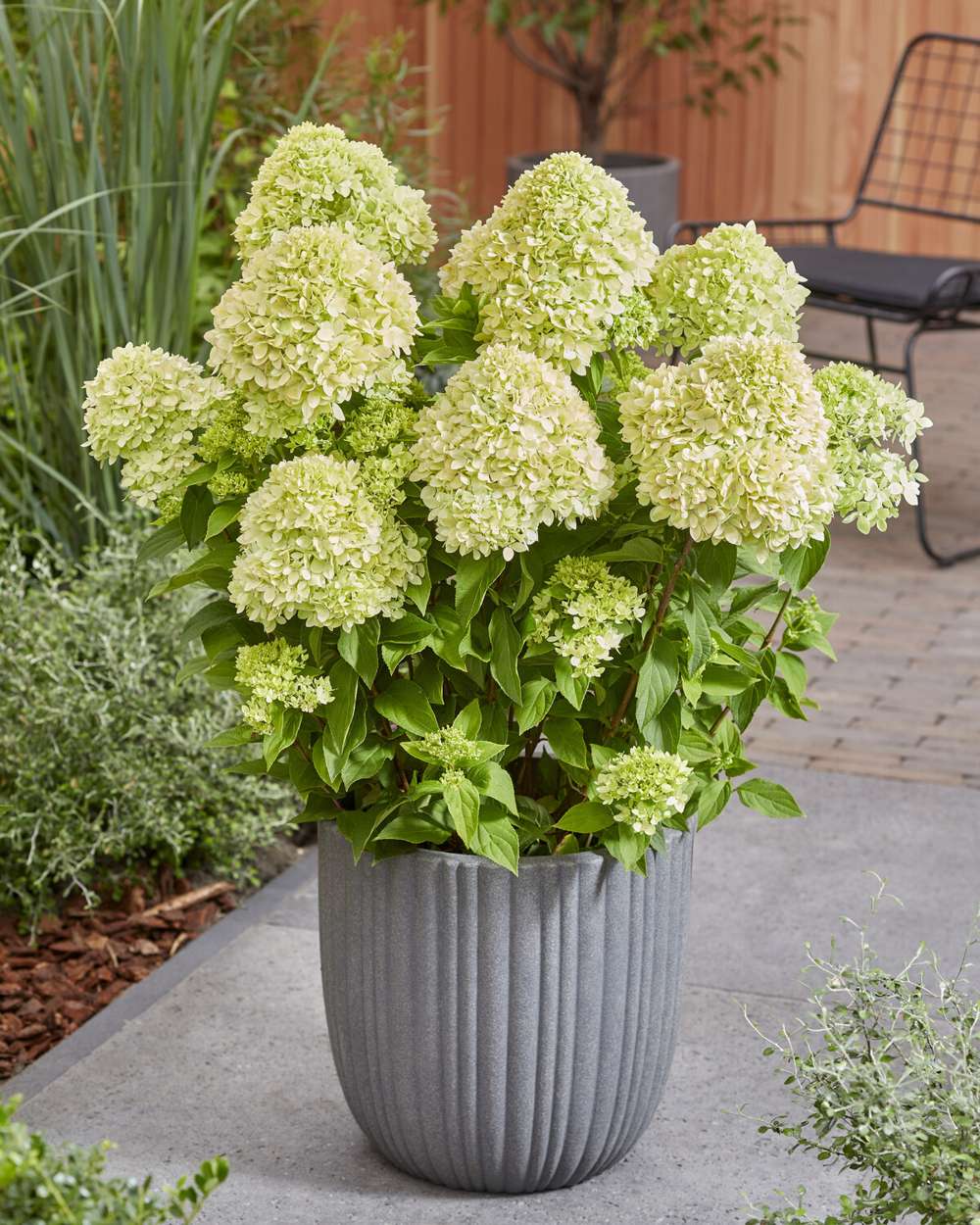 Hortensia 'Bee Green'